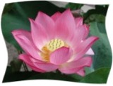 LotusFlower160x121