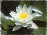 lotuswhite160x120